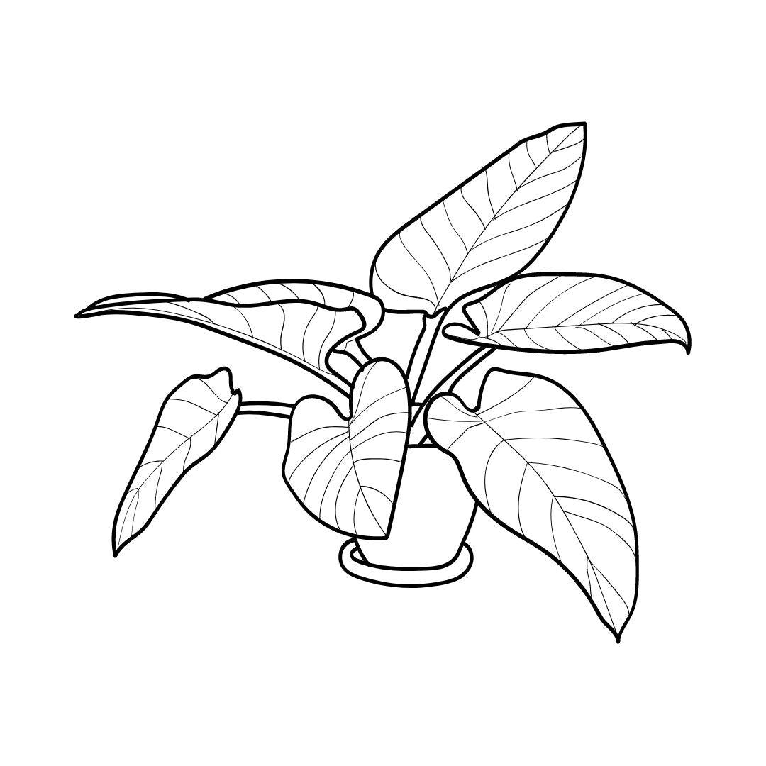House Plants Coloring Book