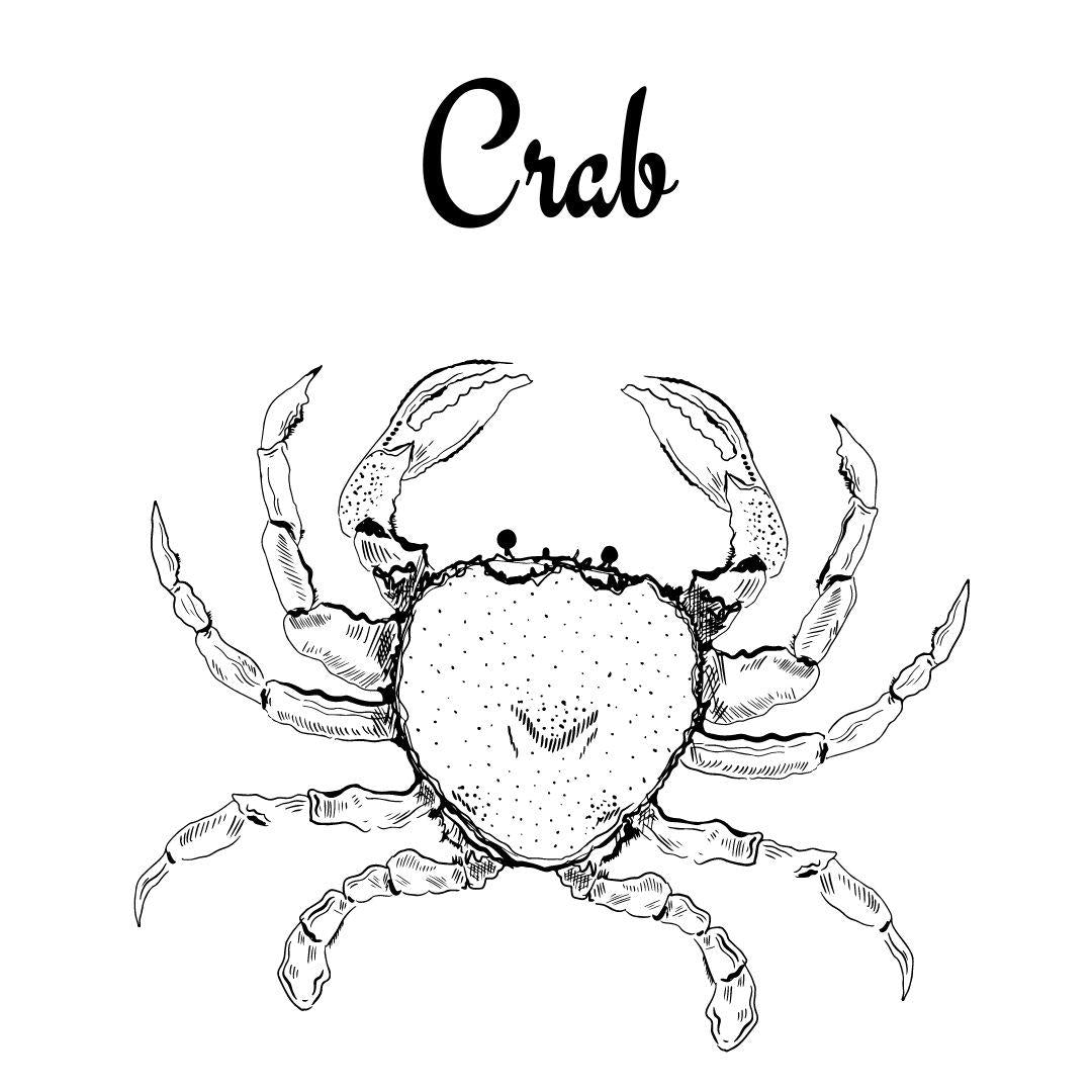 Ocean Creatures Coloring Book