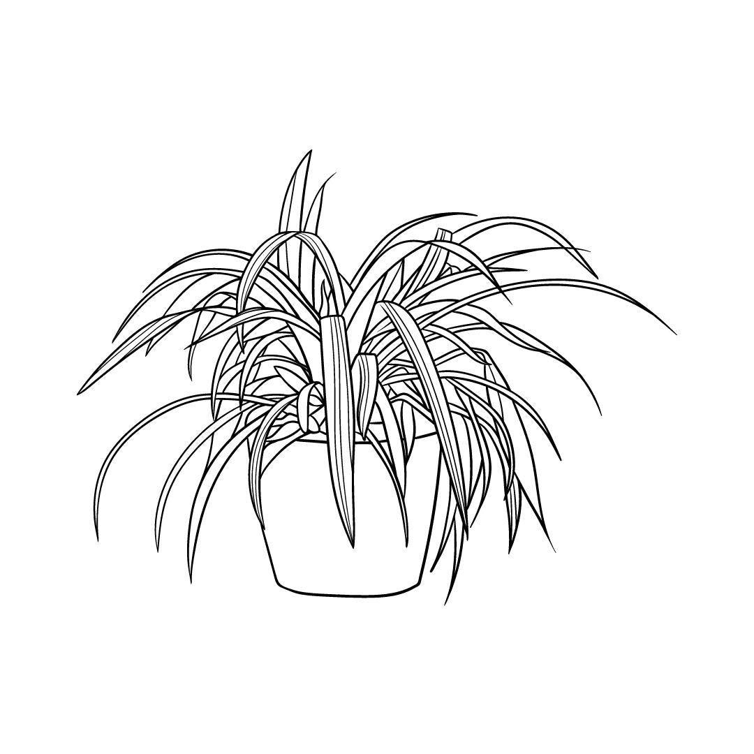 House Plants Coloring Book