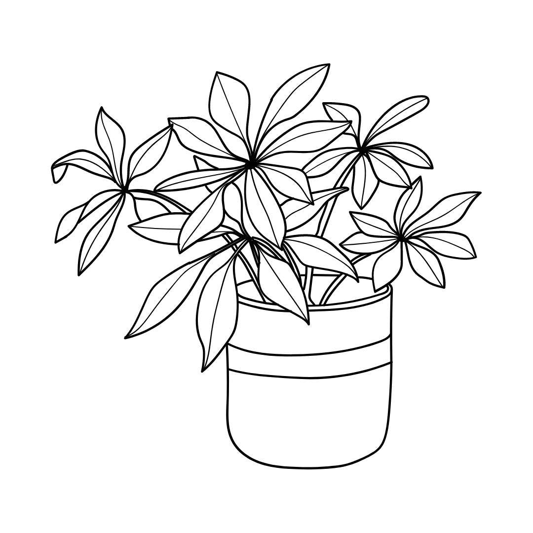 House Plants Coloring Book