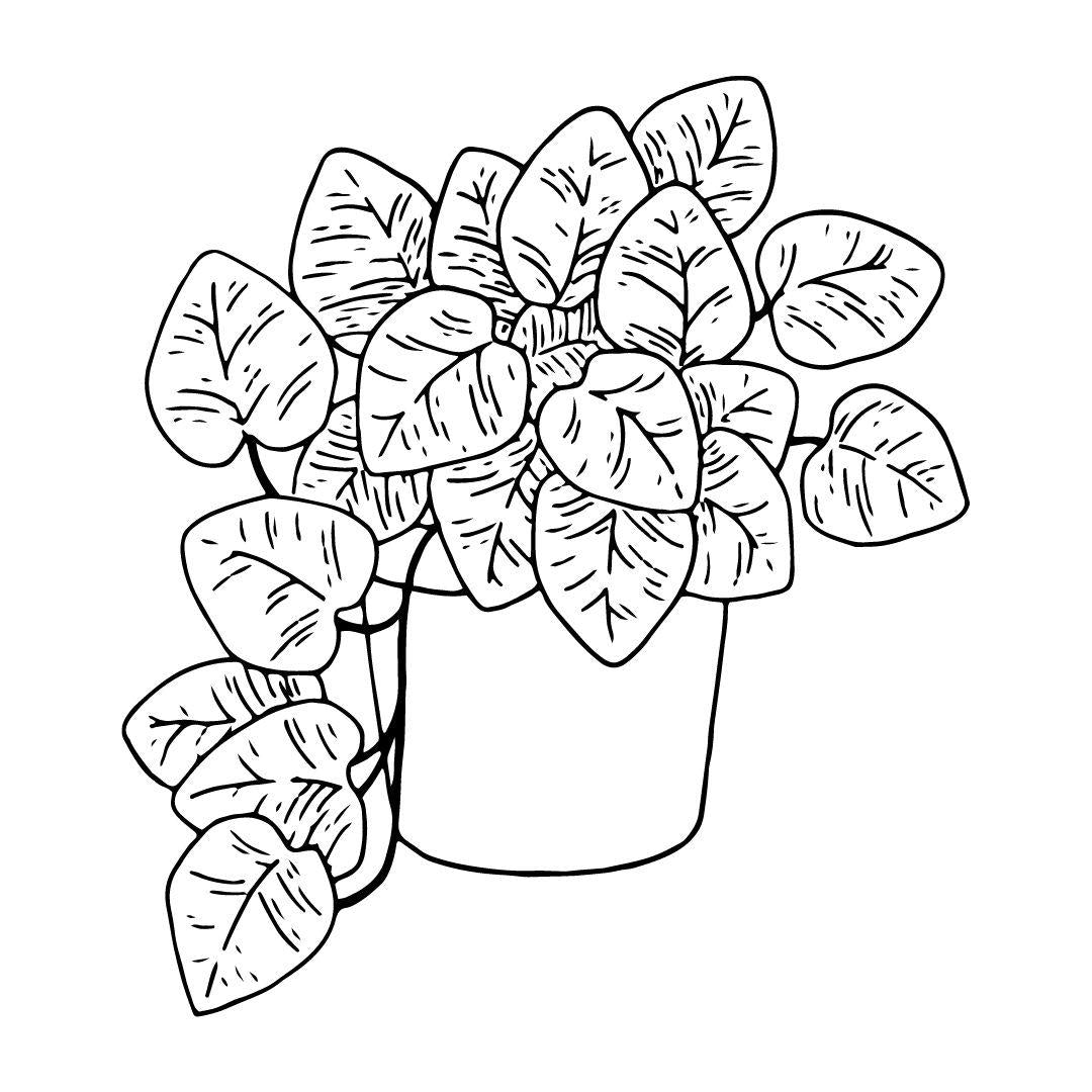 House Plants Coloring Book